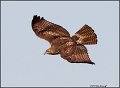 _2SB1647 red-tailed hawk